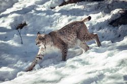 Lynx on hill near stones and snow