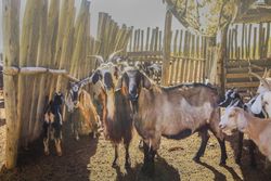 Domestic animals feeding on pasture