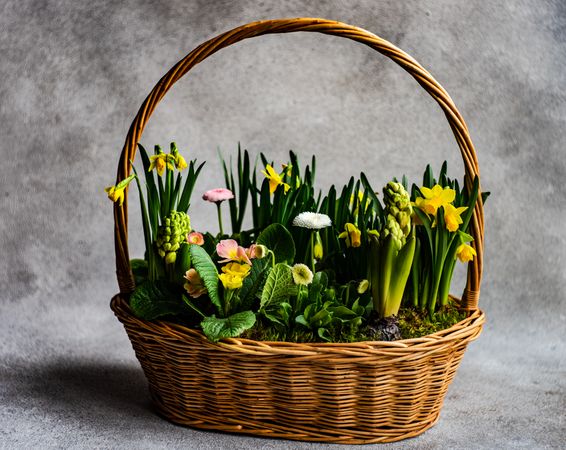 Spring floral composition of daffodils in basket in grey studio space
