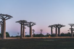 Wonderful sunset among giant baobabs