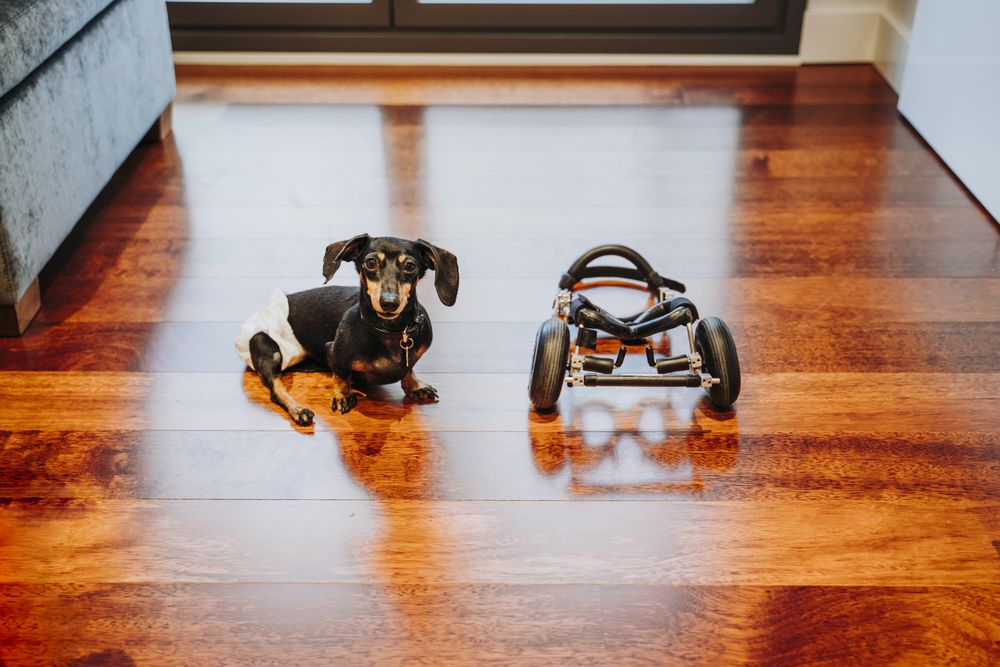 Dog sitting near wheelchair on floor
