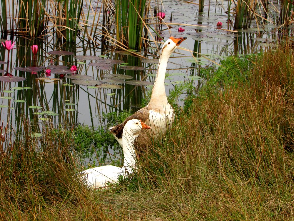Two swans on green grass
