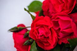 Close up of red roses