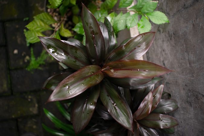Top view Cordyline fruticosa flower, house plant gardening