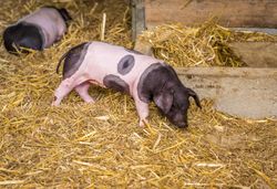German breed piglet