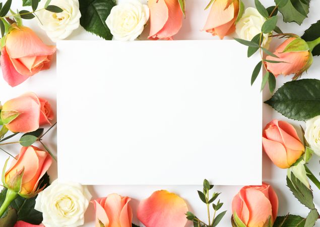 Beautiful roses on paper background with space for text