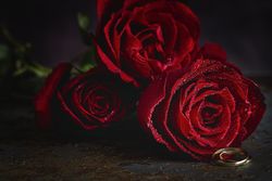 Red roses with dark background with wedding ring