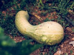 Curvy green pumpkin on ground