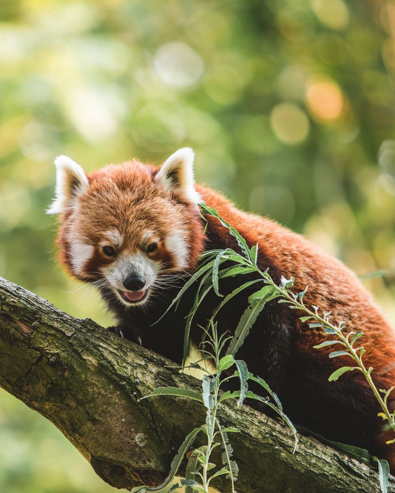 Red panda on tree branch