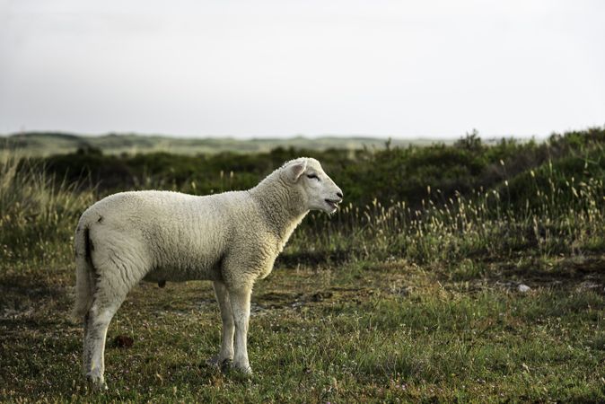 Lamb alone on pasture
