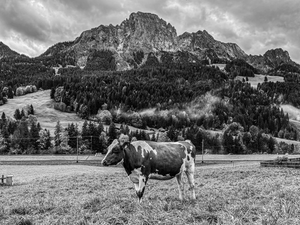 Grass fed brown cow at the foot of the Videmanette, b&w