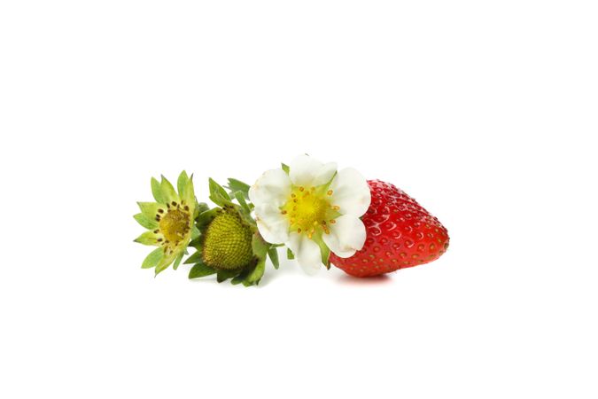 Tasty red strawberry isolated on plain background. Summer berry