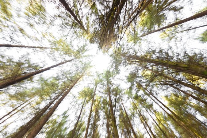 Blurred coniferous trunks in sunny woods