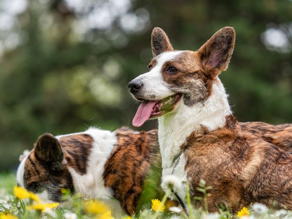 Two corgi cardigan dogs playing on a sunny lawn