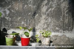 Three plants growing in paper cups 5lq974