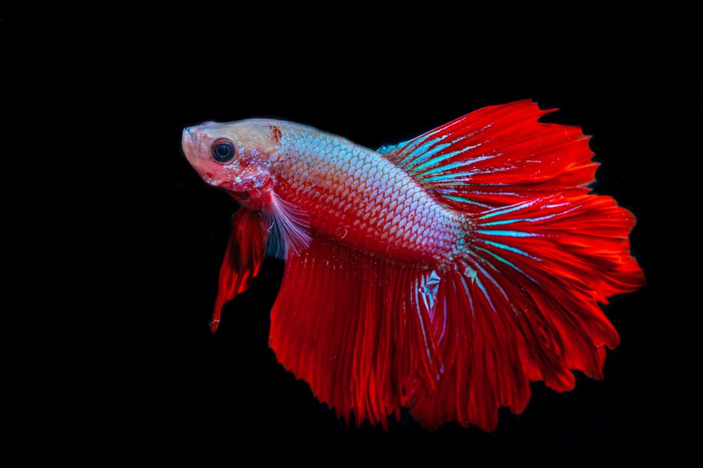Red Betta Fish
