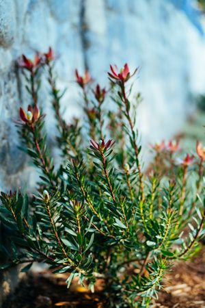 Pink and green plant in garden