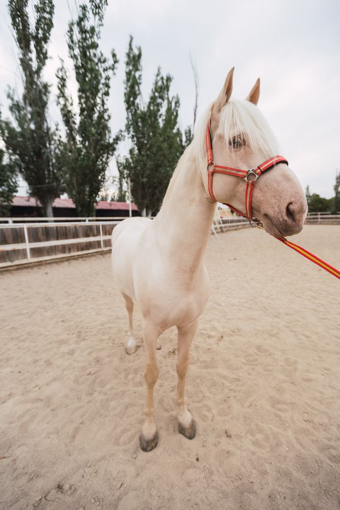 Calm horse standing at paddock