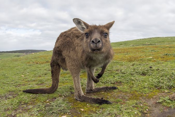 Kangaroo portrait while looking at you