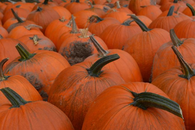 Close-up of pumpkin patch