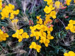 Yellow lotus-corniculatus flowers