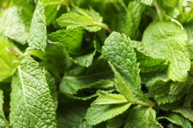 Green mint texture background on whole background, close up