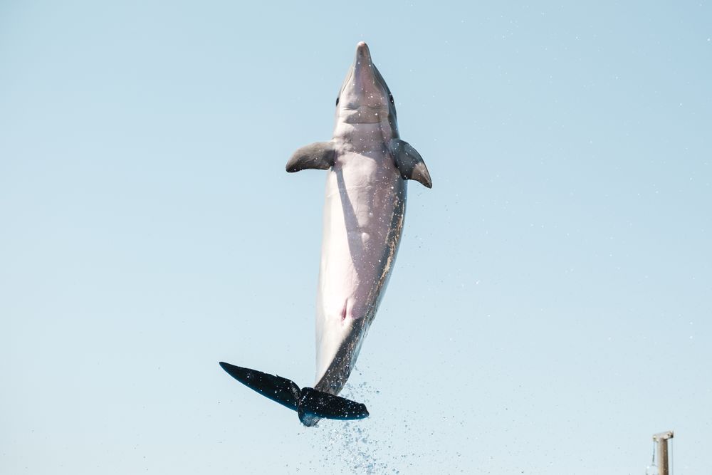 Joyful dolphin jumping in pool