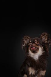 A long-haired Chihuahua is sitting, against a dark background, looking up to the left
