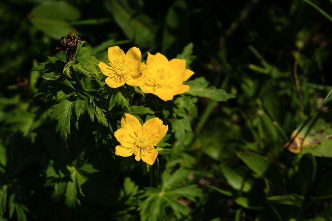 Yellow flowers blooming in lush green foliage.