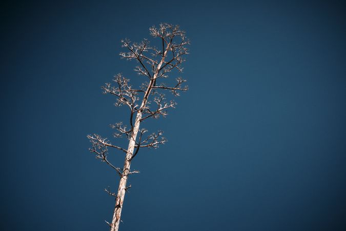 Dry tree branch against blue sky