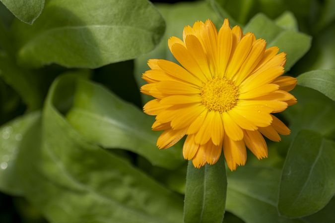 Copake, New York - May 19, 2022: Top view of yellow flower surrounded by green foliage