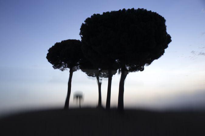 Defocused trees in sunset valley