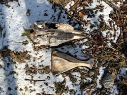 Animal skull outside