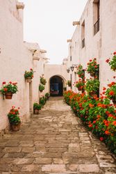 Outside passageway between buildings with red flowers