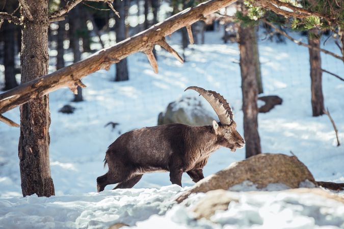 Wild goats pasturing near tree between snow