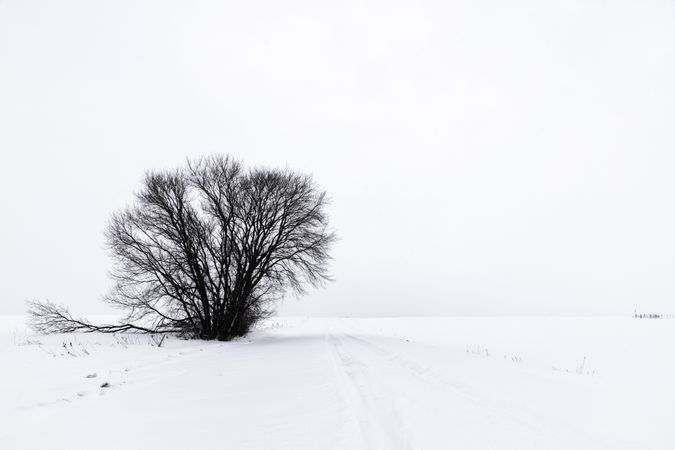 A single dark tree in a snowy field
