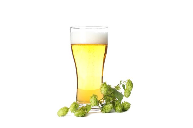 Glass of beer and hop branch isolated on studio background