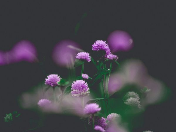 Shallow Focus Photo of Purple Flowers