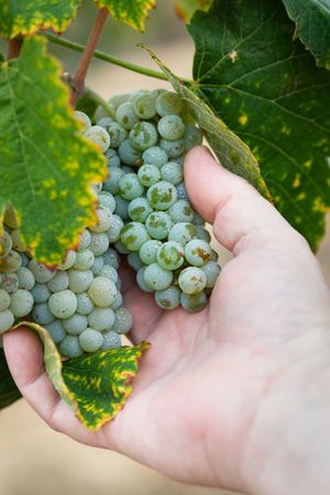 Farmer Holding Cluster of Grapes on The Vine in His Hand