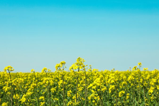 Rapeseed field against blue skies, space for text. Beautiful spring bloom