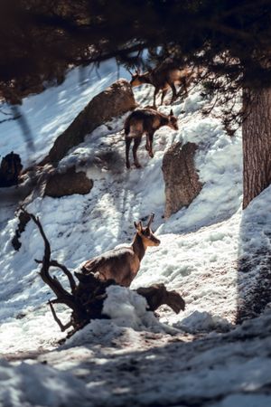 Goats pasturing on hill between snow