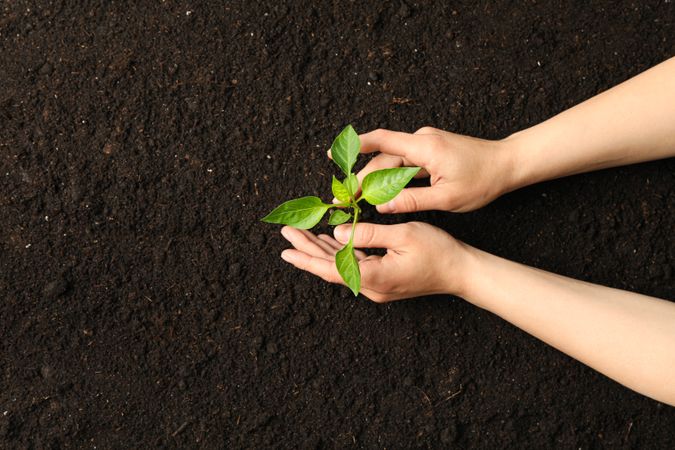 Female hands hugs a green sprout in soil, top view and space for text. Environmental protection. Agriculture