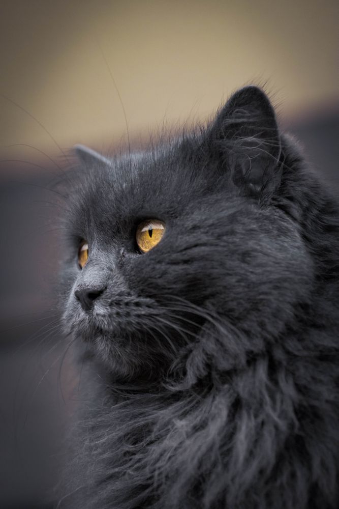 Profile of dark furry cat