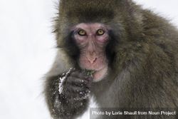 A snow monkey eating vegetation on a cold day 0Pzpg4