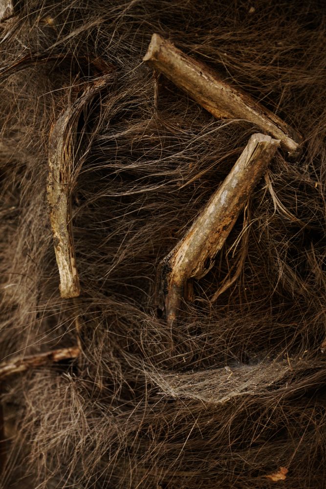 Thin tree sticks and dirty wool