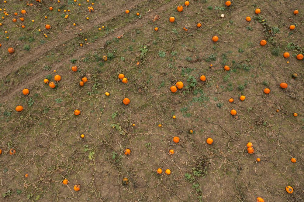 Aerial view of pumpkin agricultural field in Stuttgart, Germany