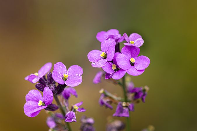 Small bright purple flowers growing outside with selective focus