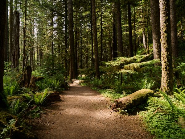 Scene along the forest trail to Marymere Falls, deep in Olympic National Park