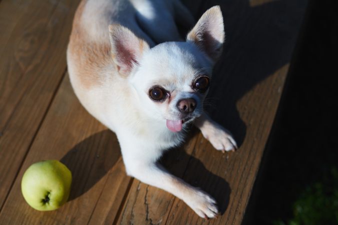 Cute Chihuahua with Apple
