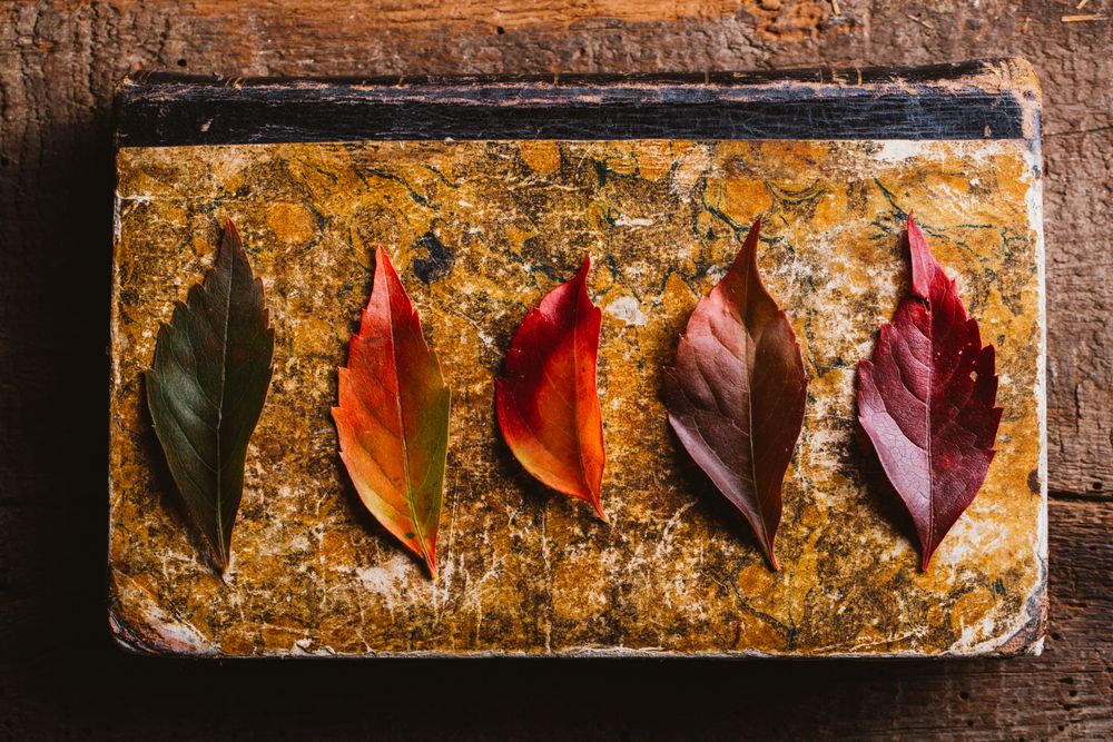 Autumn leaves on old book on wooden surface